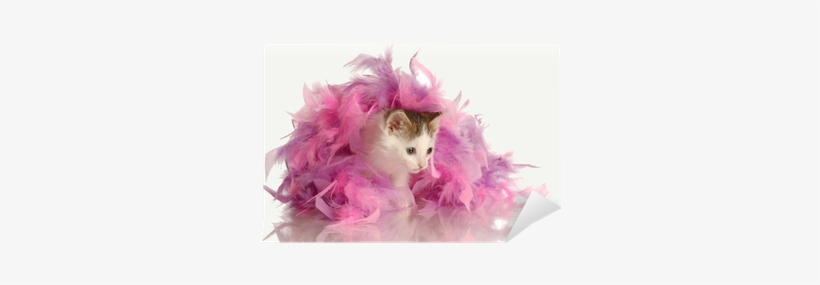 White Feather Boa Png - Kitten, transparent png download