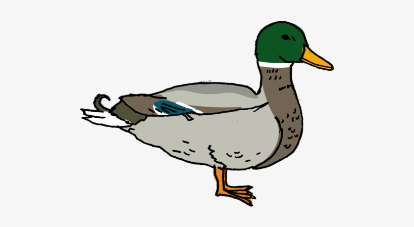 Mallard - Tattly Temporary Tattoos / Farm Animal Set, transparent png download