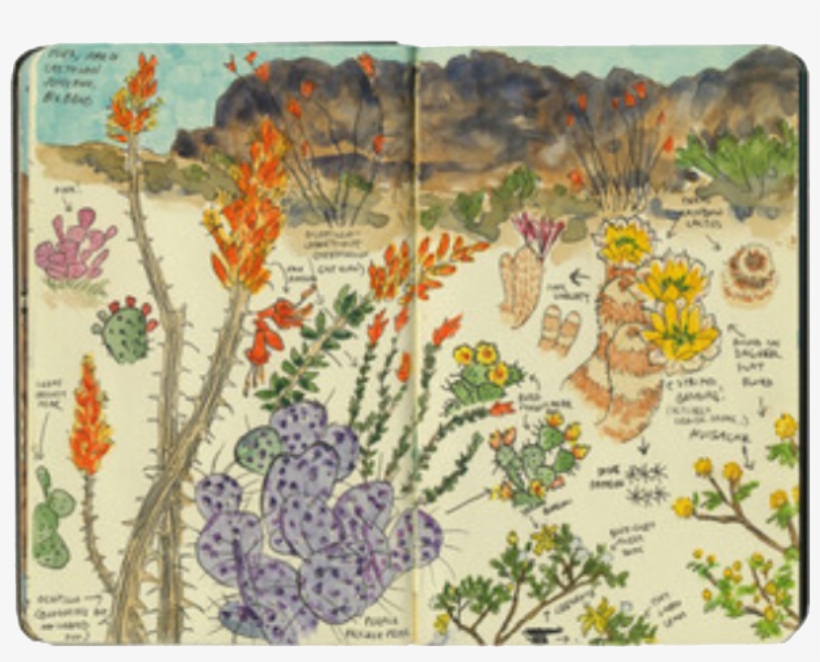 Illustration By Chandler O'leary - Big Bend Cactus, transparent png download