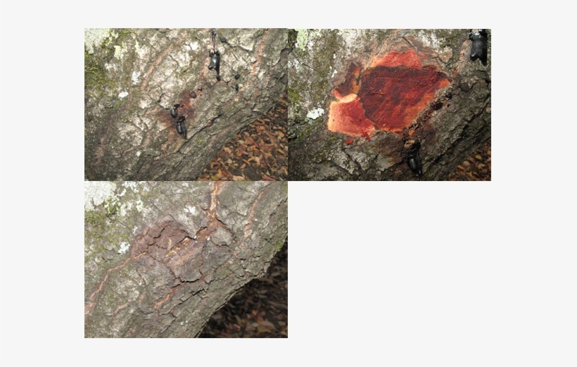 Sod Canker On Coast Live Oak - Igneous Rock, transparent png download