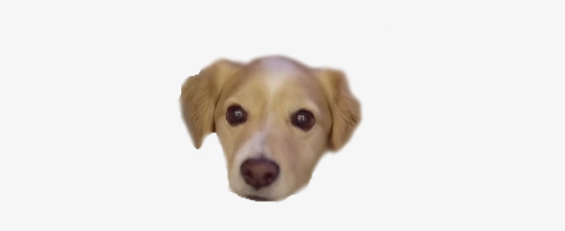 Charles Barkley - Labrador Retriever, transparent png download