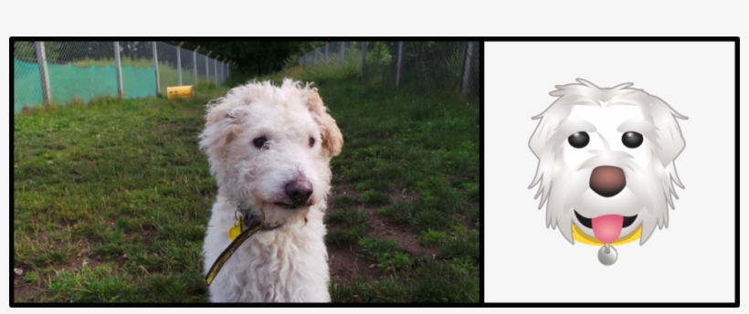 Darcy - Dogs Trust Glasgow, transparent png download