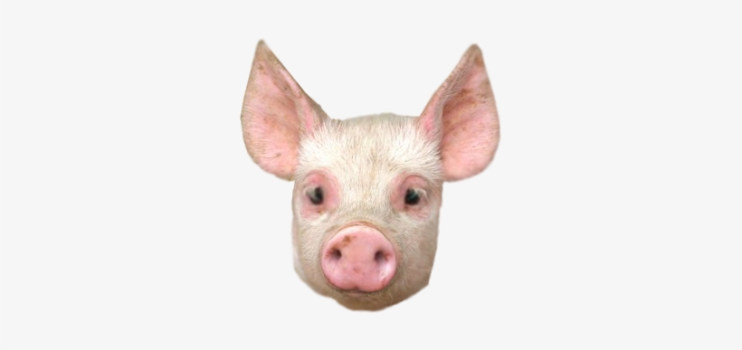 Images Of Animal Spacehero - Pig Head Transparent Background, transparent png download