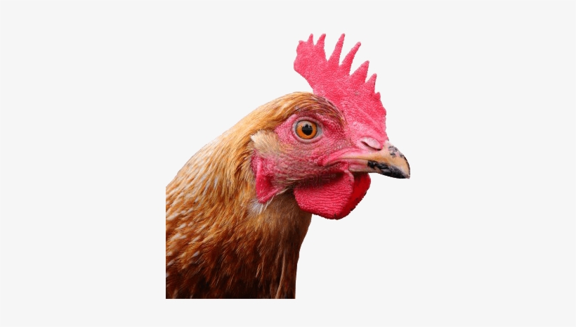 Chicken Head Transparent Background, transparent png download
