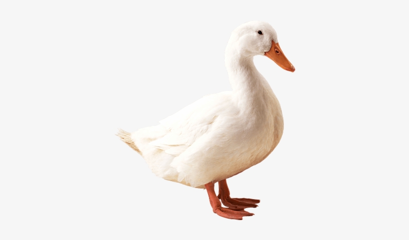 Duck Png, transparent png download