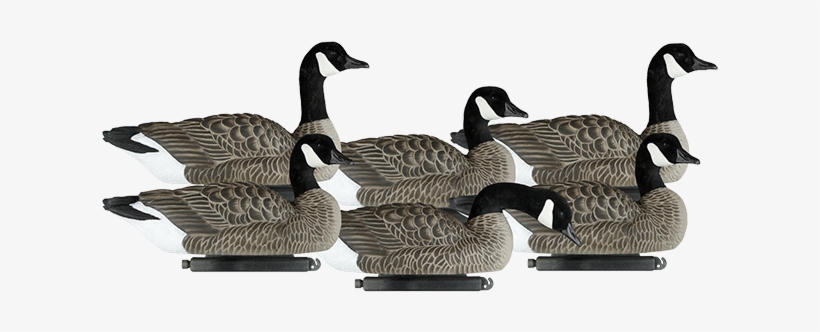 Dakota Decoy Company X Treme Snows And Blues Home Of - Canada Goose, transparent png download