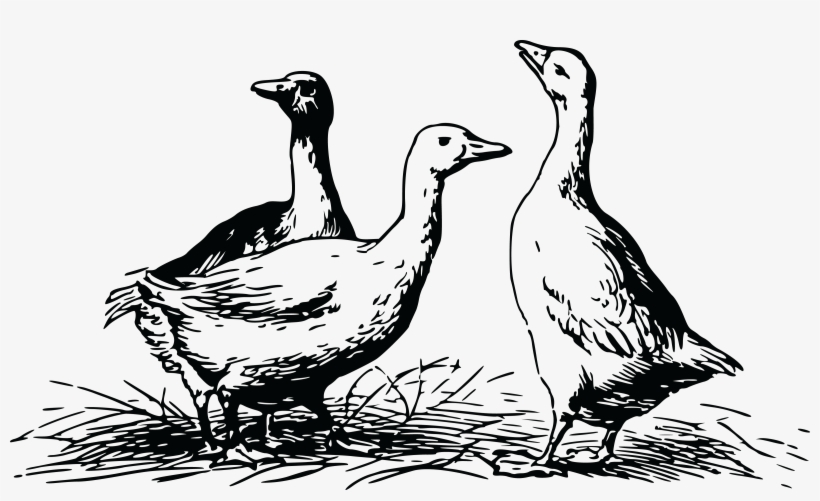 , , - Geese Clipart Black And White, transparent png download