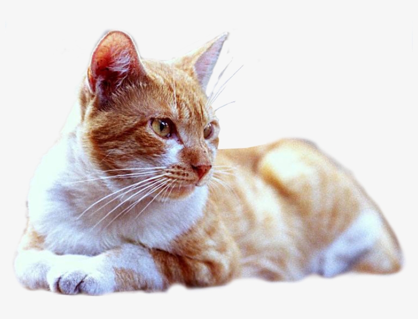 Cat,emoji,real,db 图层6 - Cat Lying Png, transparent png download