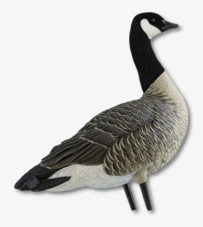 Image Of The Avian-x Canada Goose Full Body Decoy - Canada Goose, transparent png download