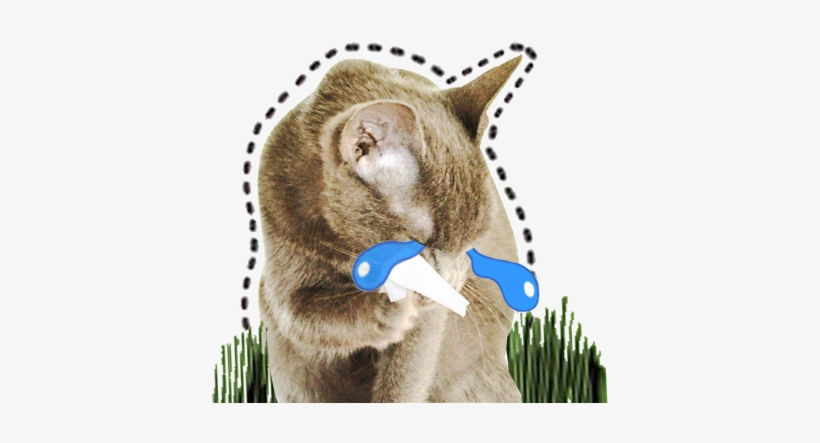 Get The Cat Emoji App Now - Cat, transparent png download