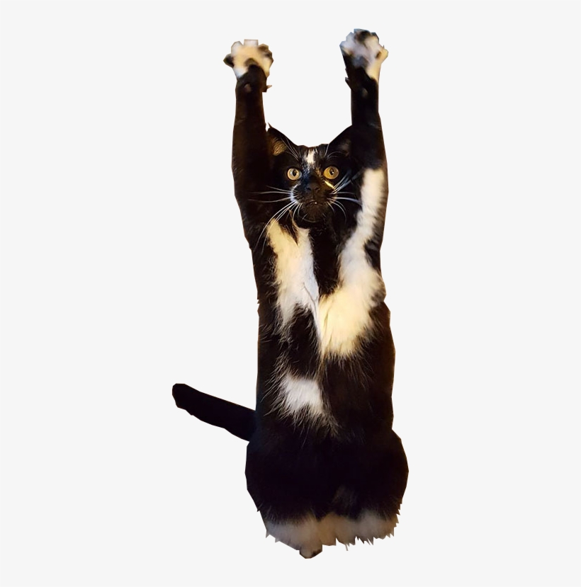 Cutout - Cat, transparent png download