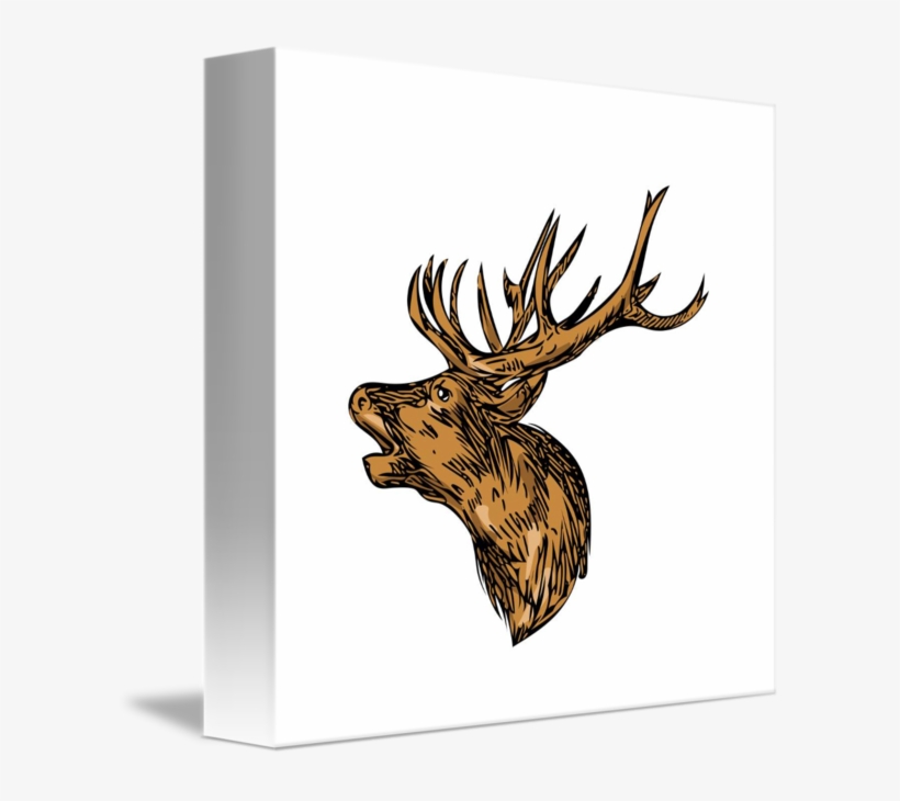Red Deer Stag Head Roaring Drawing By Aloysius Patrimonio - Draw Red Stag Head, transparent png download