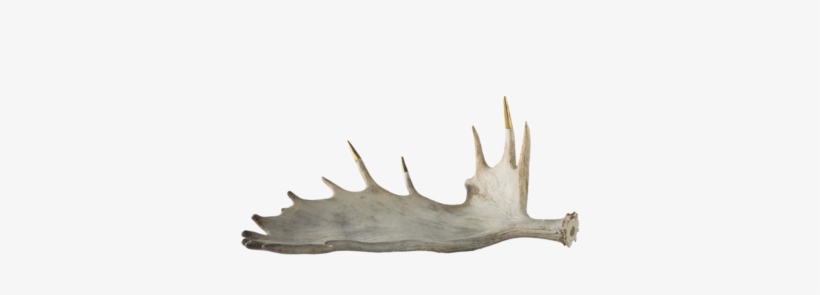Moose Antlers Png Graphic Library Library - Moose Antler Png, transparent png download