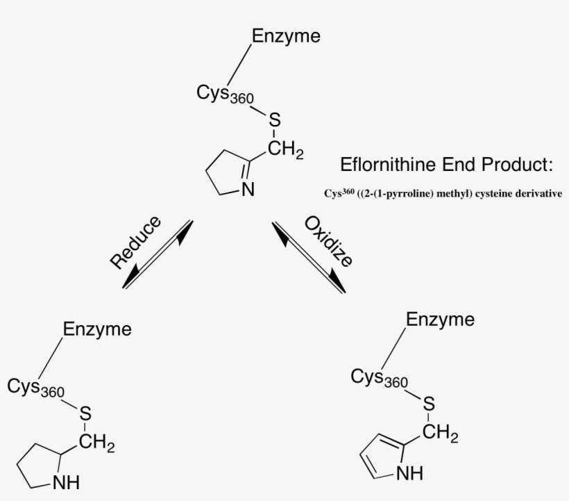 Experimental Evidence For End Product Structure Of Oakland University