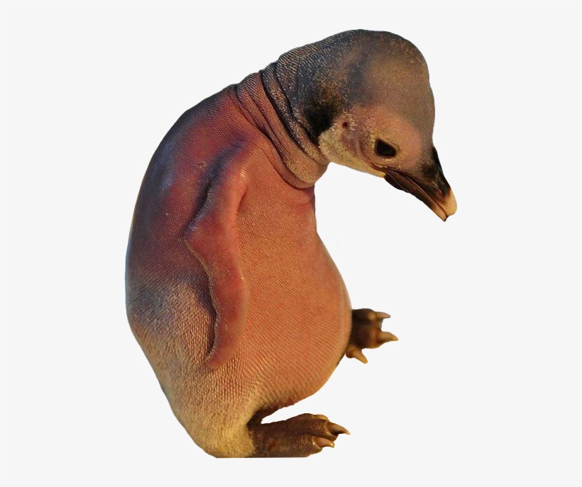 Baby Penguin Without Feathers - Featherless Penguin, transparent png download
