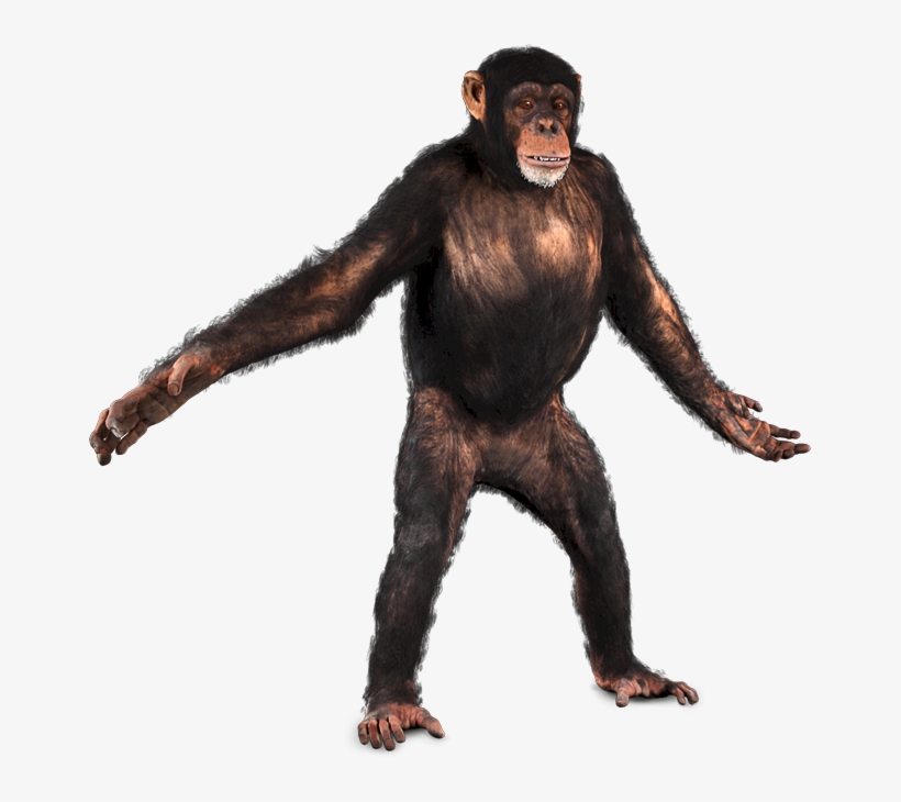 Greenscreen Animals - Chimpanzee Png, transparent png download