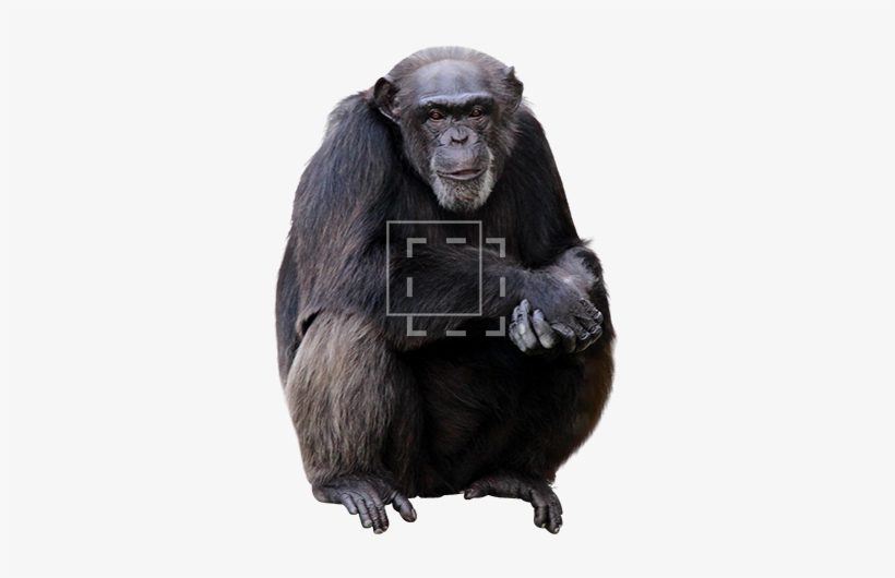 Parent Category - Sitting Monkey, transparent png download