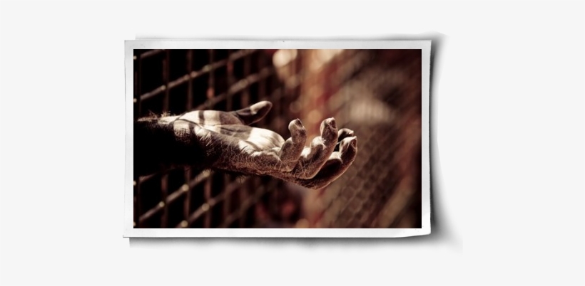 Chimpanzee Voices Plea Post Image - Animal Testing, transparent png download