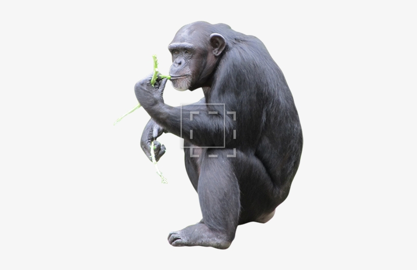 Parent Category - Chimpanzee With No Background, transparent png download
