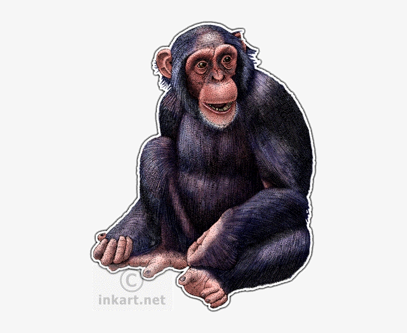 Wildlife Art - Chimpanzee Drawing, transparent png download