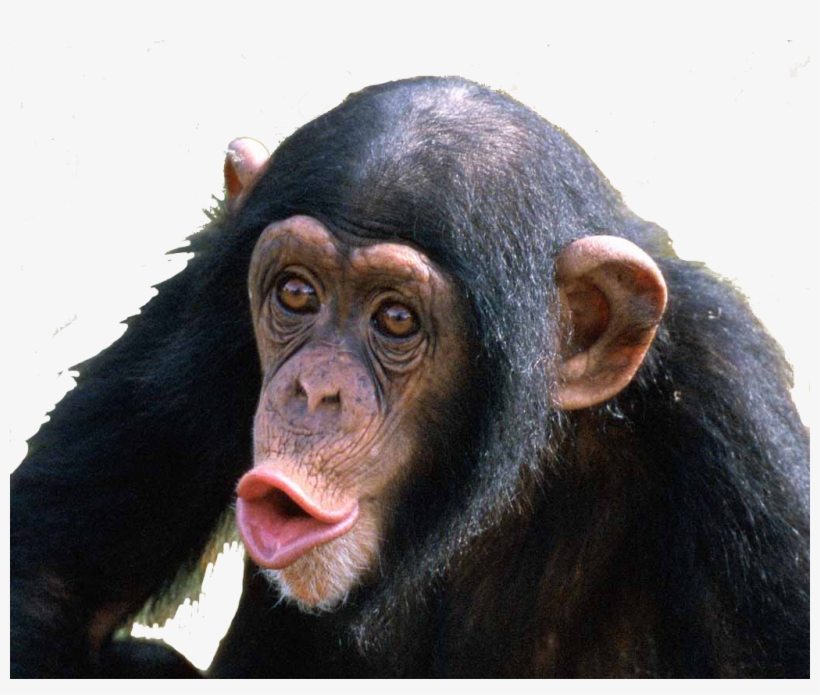 Parent Directory - Monkey Business - (region 1 Import Dvd), transparent png download