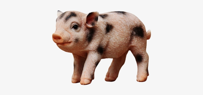 Leitão Png, transparent png download