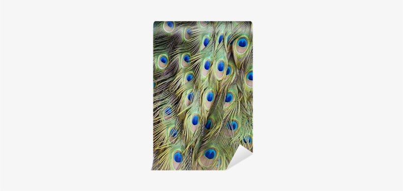 Single Peacock Feathers With Flute Png Download - Peacock Feather Background, transparent png download