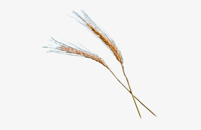 A Grain Of Wheat Ministries - Fio De Trigo Png, transparent png download