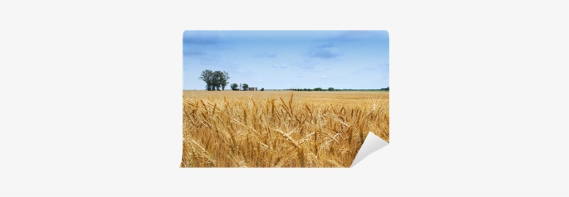 Field, transparent png download