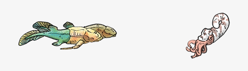 The Paleozoic - Burmese Python, transparent png download