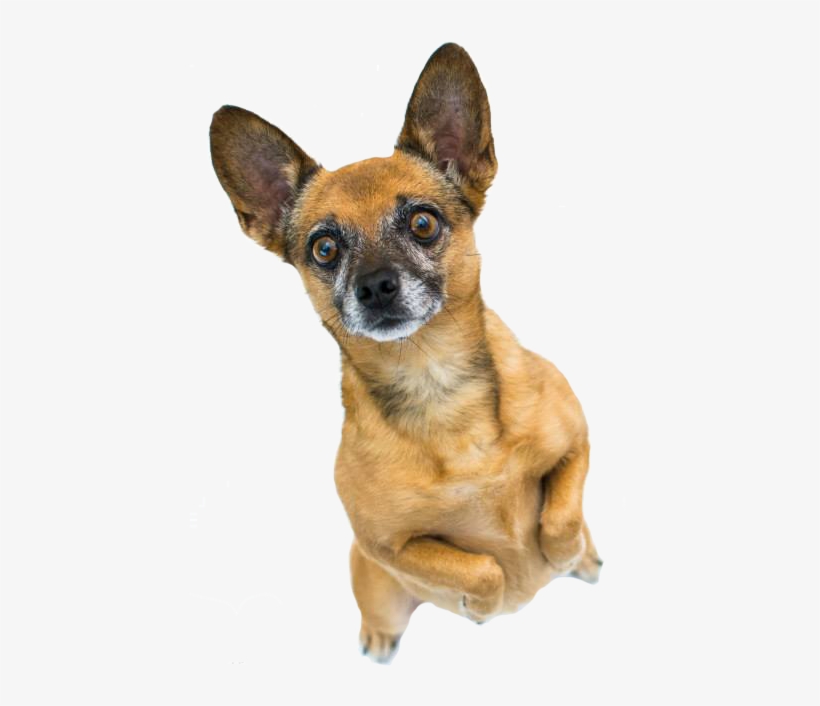Old Dog Standing On Back Paws - Transparent Old Dog, transparent png download