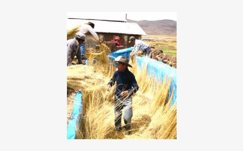 Colocación De Pasto Natural Seco Como Aislante - Insulator, transparent png download