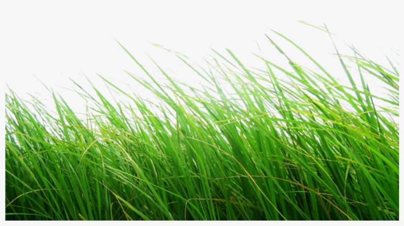 Cb Edits Grass Png, transparent png download
