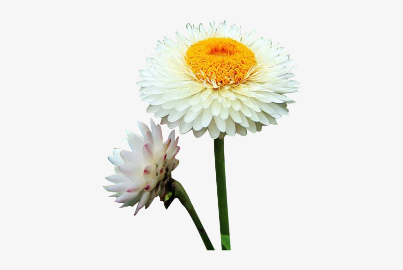 Png Free Stock Xd Grandiflorum Oxeye Daisy Euclidean - Chrysanthemum, transparent png download