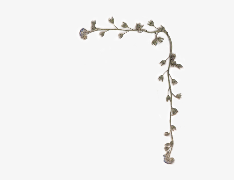 Floral Design, transparent png download