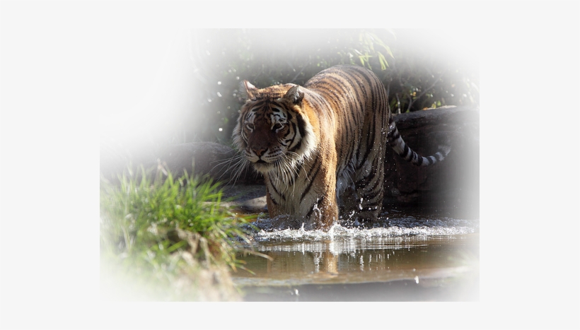 9624813786 C9362e1238 Z - Siberian Tiger, transparent png download
