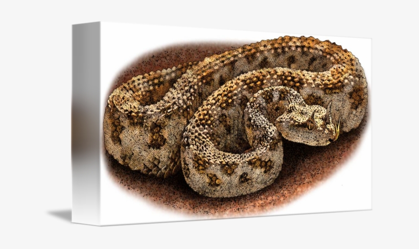 Clip Art Download Desert By Roger Hall - Desert Horned Viper Drawing, transparent png download