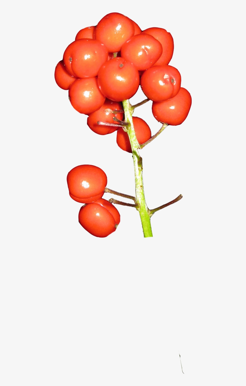 Baneberry Red Berries Poisonous Plant Southeast Alaska Baneberries