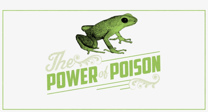 Download High Resolution File - True Frog, transparent png download