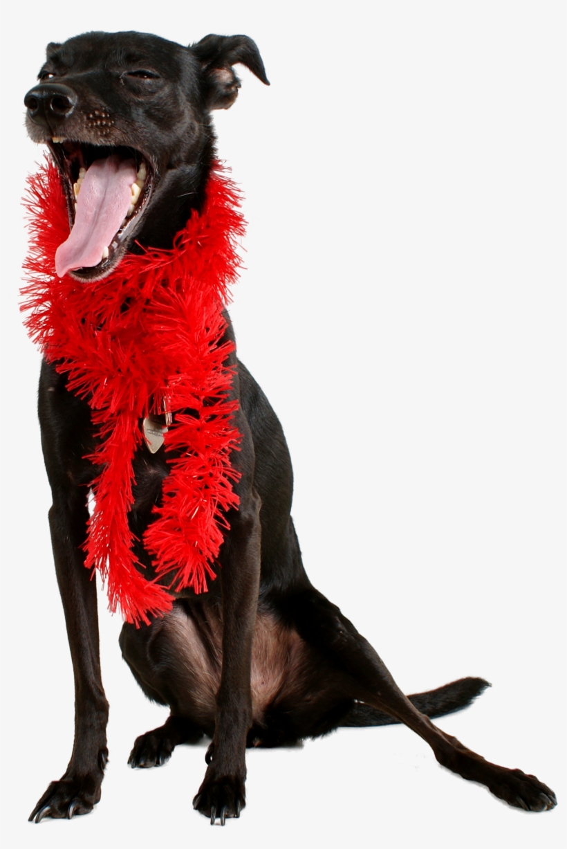 Transparent Dog Png Images (id 18704) - Dog, transparent png download