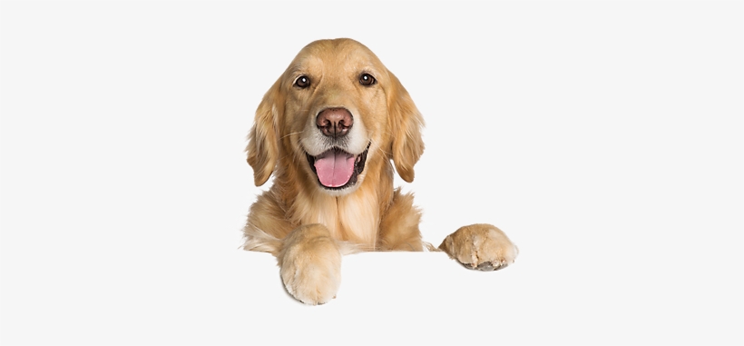 Dog White Background Hd Images - Canine Conditioning Capsules (omega 3, 6, 9) - Vet's, transparent png download