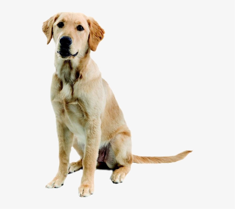 Abandoned Dog Png Image - Golden Retriever Mixed With A Lab, transparent png download