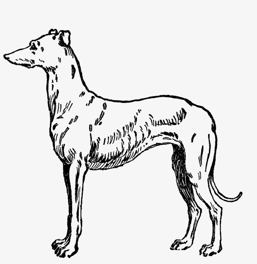 Greyhound Dog Image - Clip Art, transparent png download