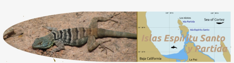 Lizard And Chart Of Isla Espiritu Santo / Partida / - Island, transparent png download
