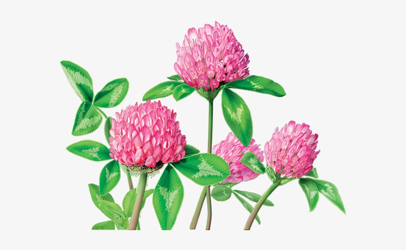 Red Clover Herbal Supplement - Alvita Red Clover Tea, transparent png download