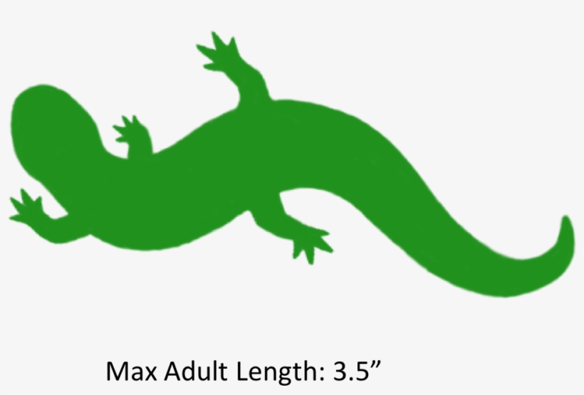 The Shaded Region Represents The Range Of The Southern - Clip Art, transparent png download