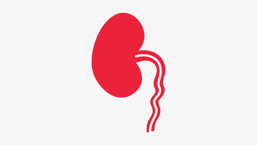Dietary Counseling - Kidney Transparent, transparent png download