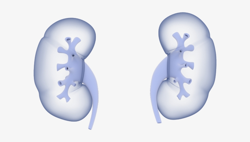 The Kidneys - Kidney, transparent png download