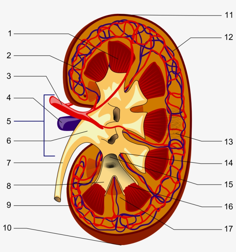 Kidney Piom - Illustration Of The Kidney Structures, transparent png download