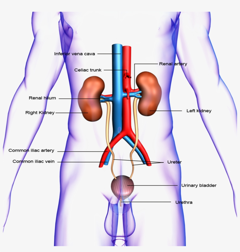 Human Kidney Png - Structure Of Urinary System Urinary Meatus, transparent png download